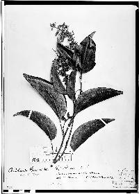 Bauhinia sprucei image
