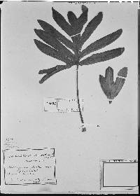 Image of Philodendron adamantinum