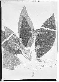 Image of Kohleria reticulata