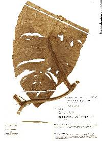 Rhodospatha venosa image