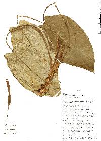 Image of Xanthosoma weeksii