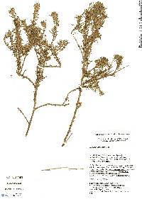 Ambrosia artemisioides image