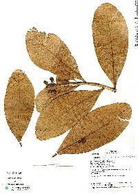 Image of Kielmeyera coriacea