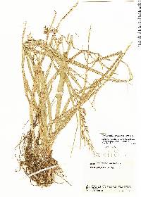 Image of Carex porrecta