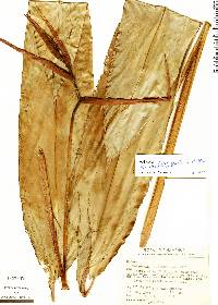 Heliconia acuminata image