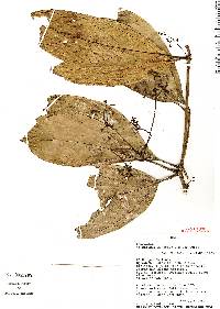 Image of Cinnamomum napoense