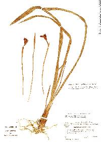 Image of Trigonidium seemannii