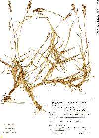 Image of Paspalum pallidum