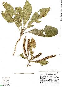 Image of Alseis reticulata