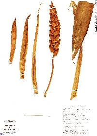 Image of Alpinia zerumbet