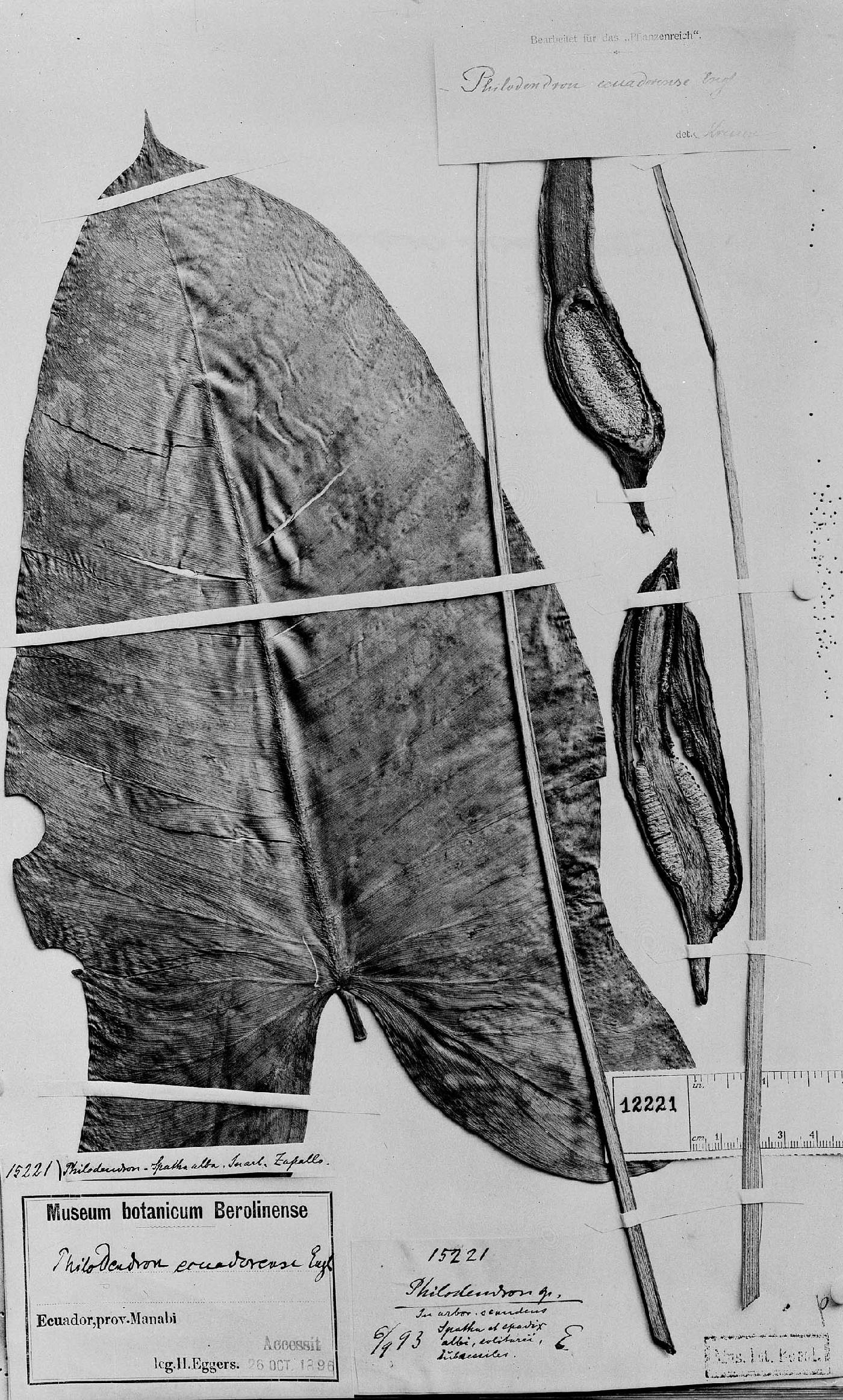 Philodendron ecuadorense image