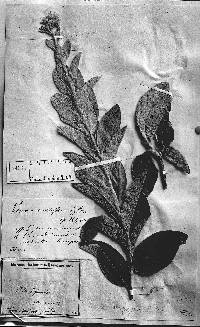Image of Lessingianthus mollissimus