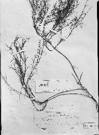 Pectis tenuifolia image