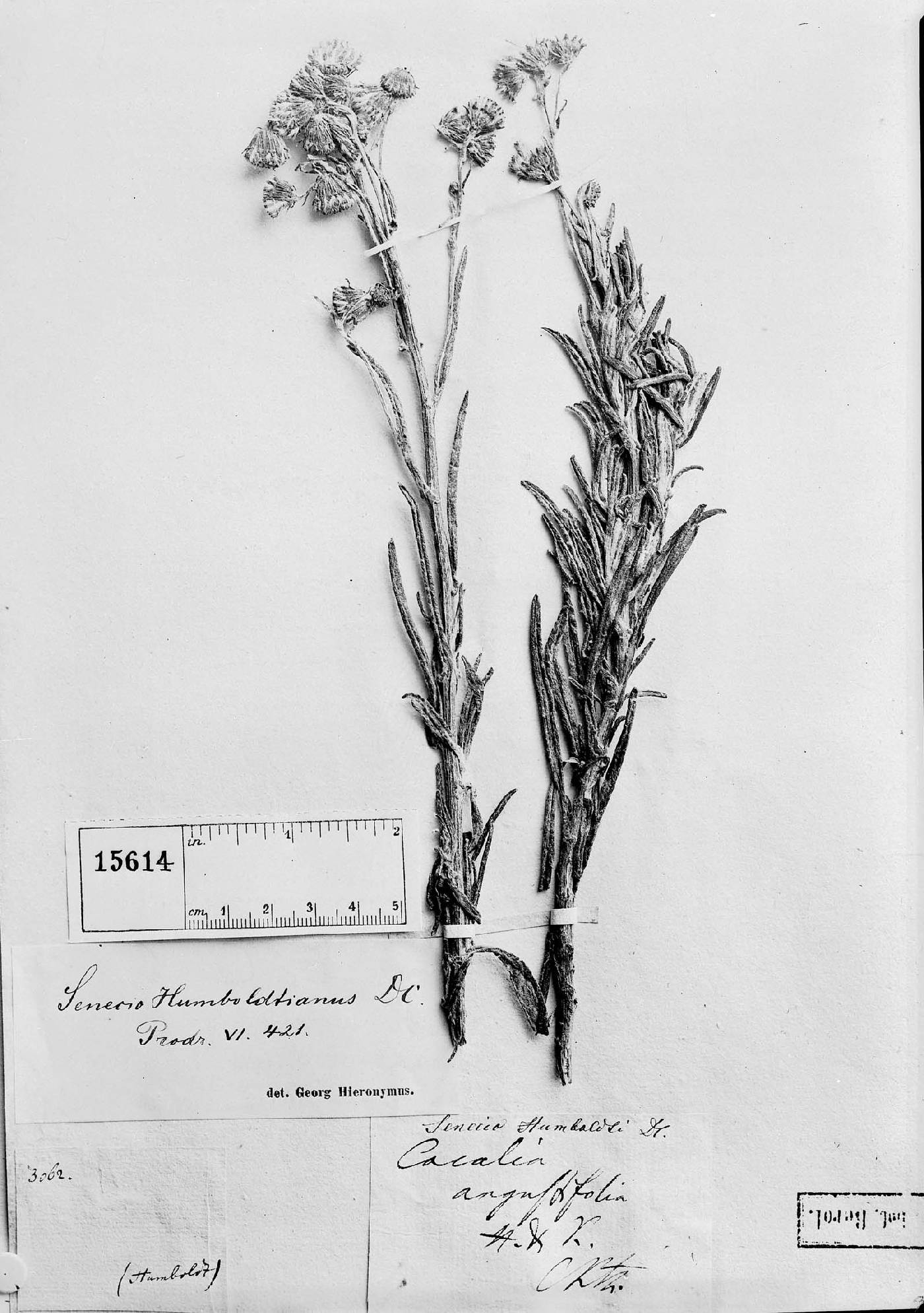 Cacalia angustifolia image