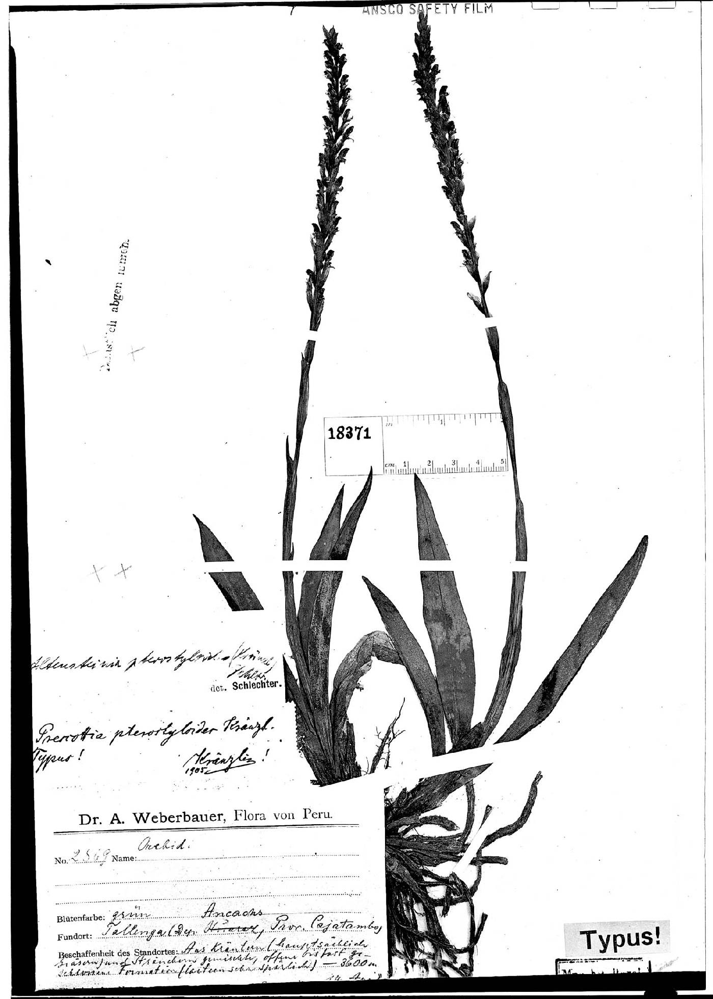Altensteinia marginata image