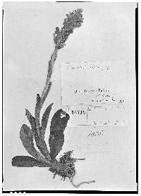 Altensteinia virescens image