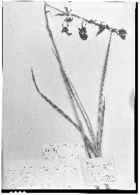 Image of Cyrtopodium blanchetii