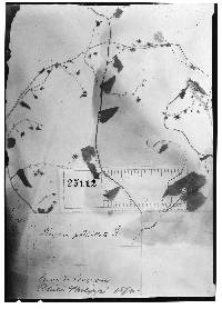 Dioscorea pedicellata image