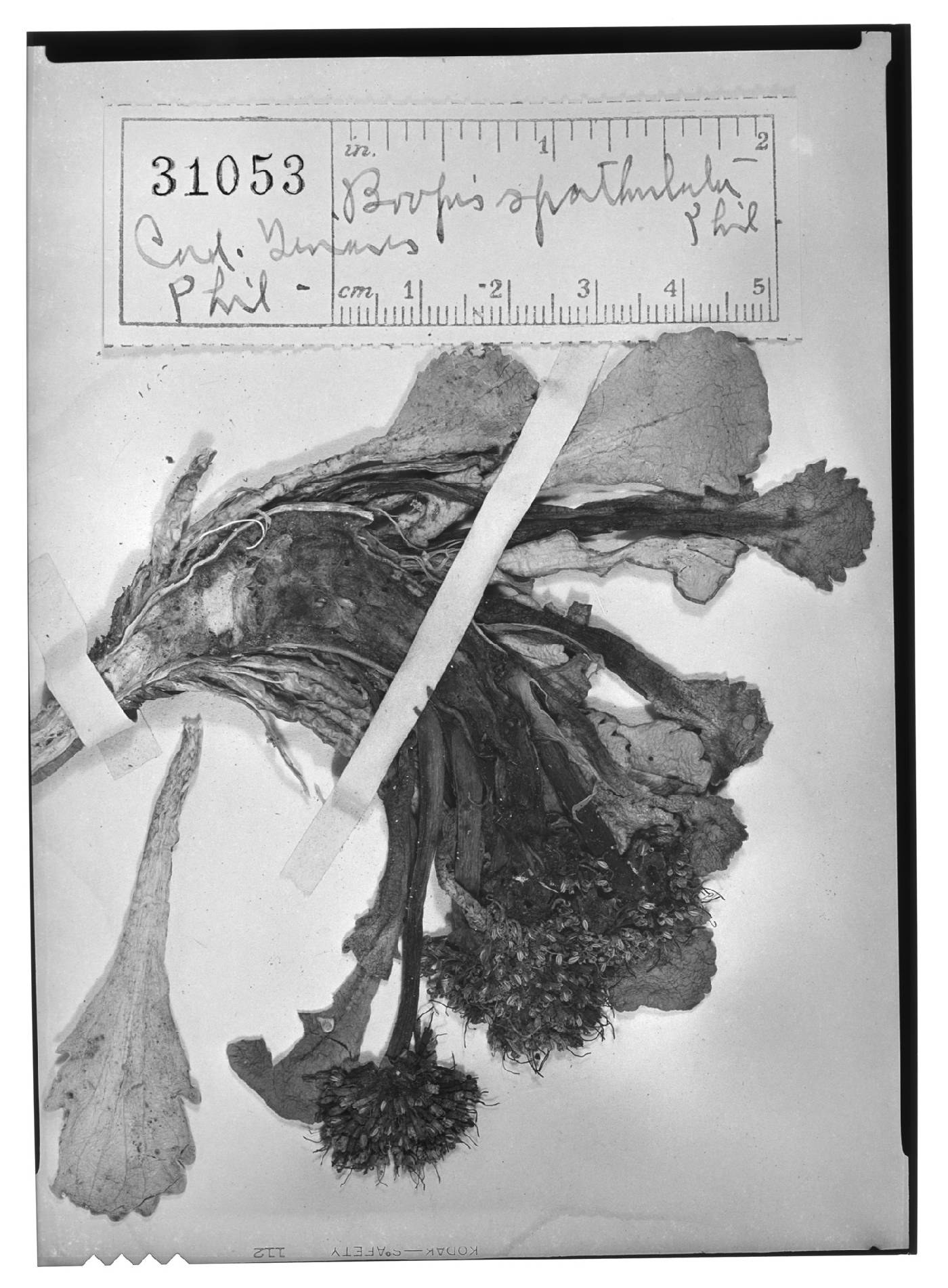 Nastanthus spathulatus image