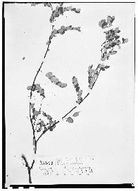Image of Phyllanthus bolivianus