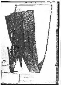 Image of Asplundia brachypus