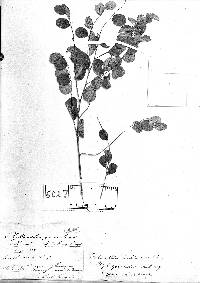Image of Phyllanthus graveolens