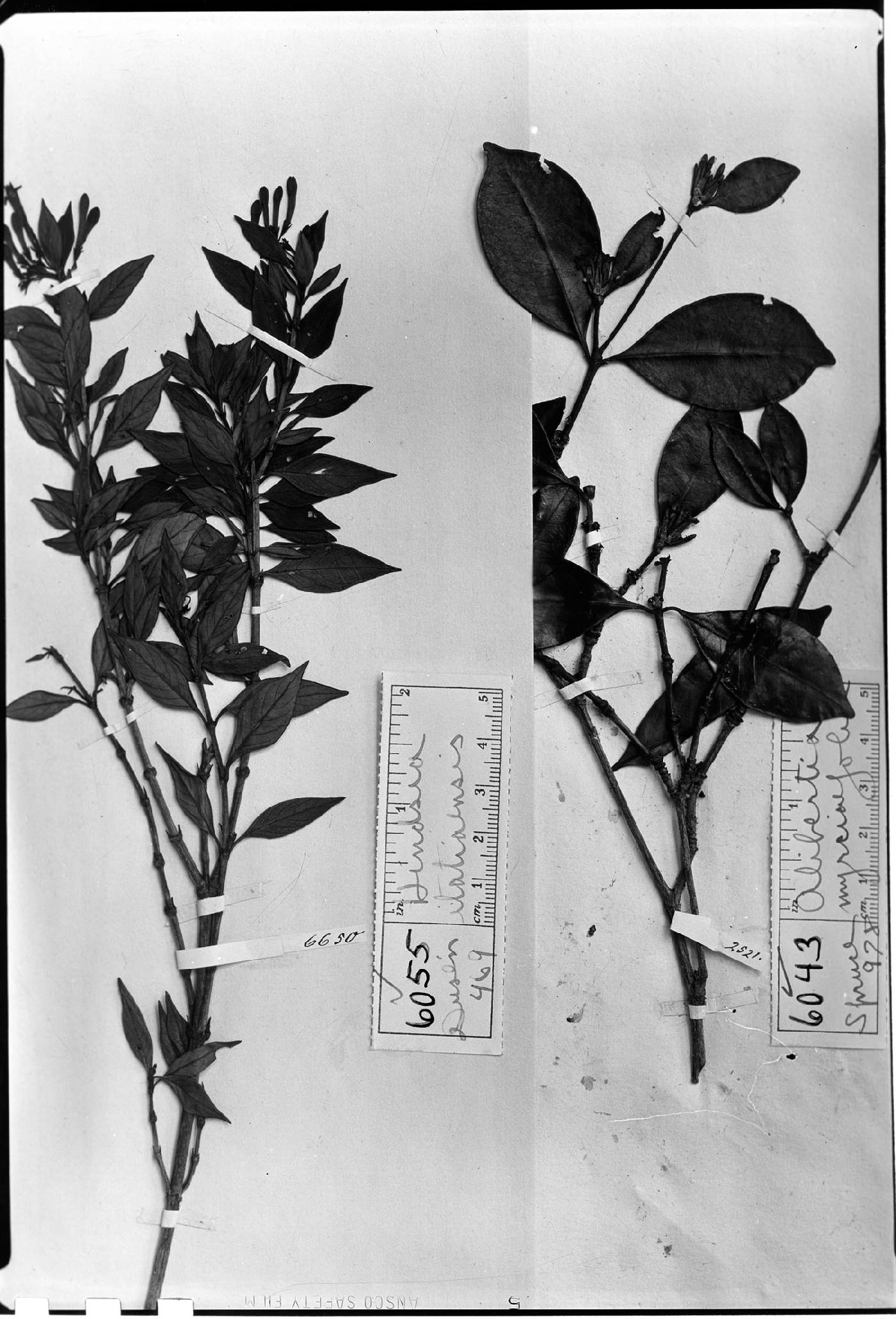 Alibertia myrciifolia image