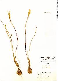Image of Habranthus tubispathus
