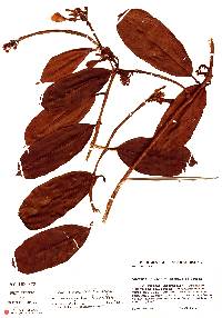 Image of Allomarkgrafia plumeriiflora