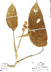 Image of Dieffenbachia humilis