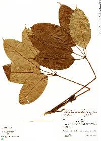 Image of Schefflera patula
