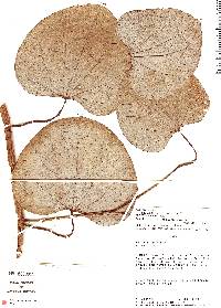 Image of Aristolochia ruiziana
