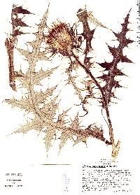 Image of Cirsium ehrenbergii