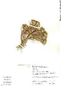 Image of Lychnophora ericoides