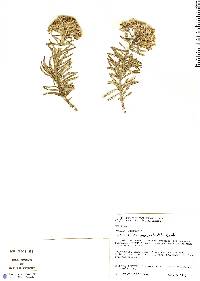 Image of Lychnophora reticulata
