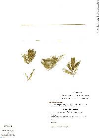 Image of Ceratophyllum muricatum
