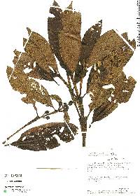 Hedyosmum peruvianum image