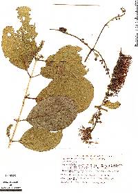Image of Combretum farinosum