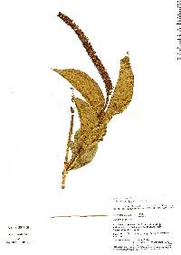 Image of Combretum llewelynii