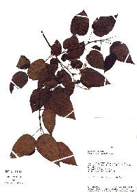 Vallea stipularis image