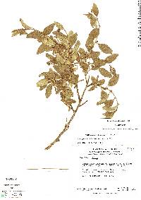 Image of Acalypha aronioides