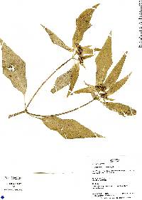 Image of Euphorbia heterophylla