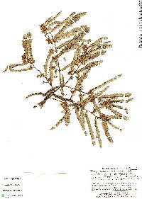 Image of Macrolobium gracile