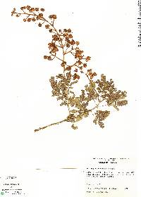Image of Mimosa bahamensis