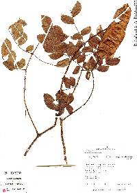 Image of Piptadenia peruviana