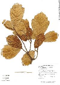 Image of Quercus crassifolia