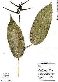 Heliconia hirsuta image