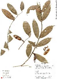 Salacia opacifolia image