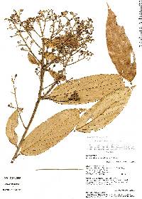 Nectandra matthewsii image