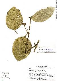 Image of Mollinedia tomentosa